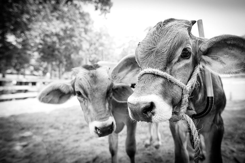 Agricultural Fair 2018