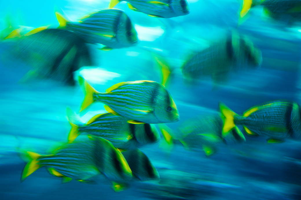 Bahamas II 2012