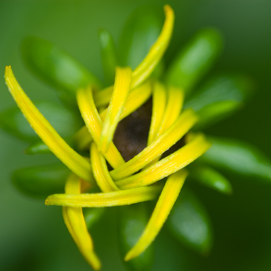Black Eyed Susan 2008