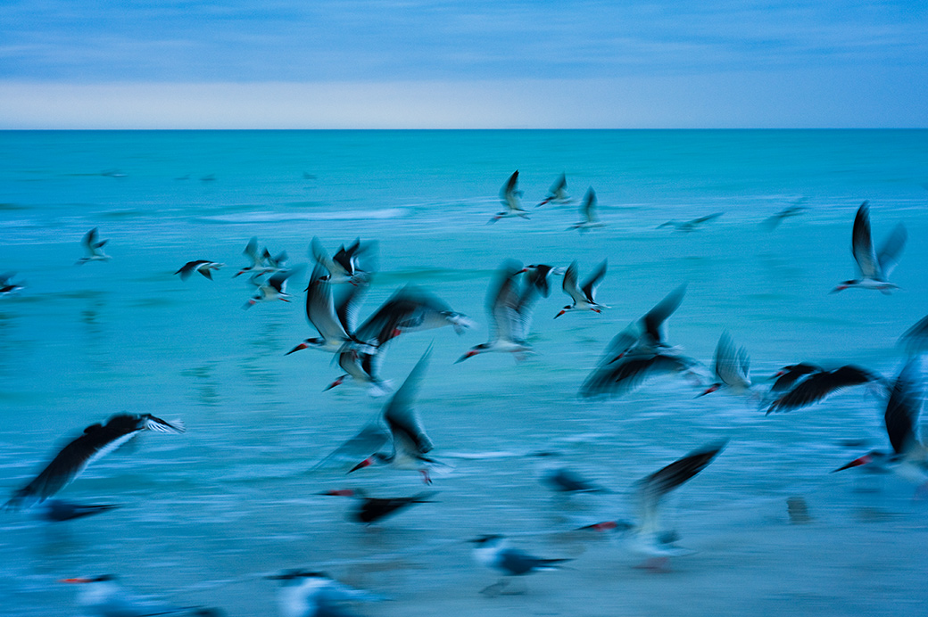 Black Skimmers 2010