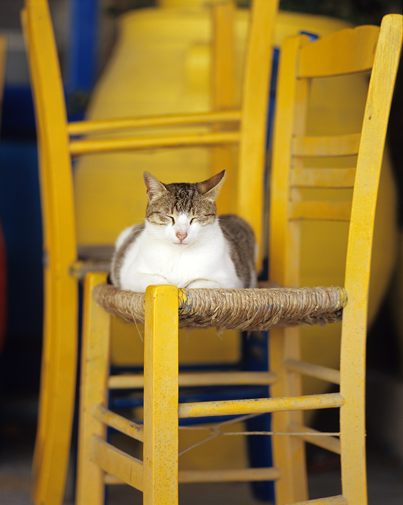 Cat and Yellow Chairs
