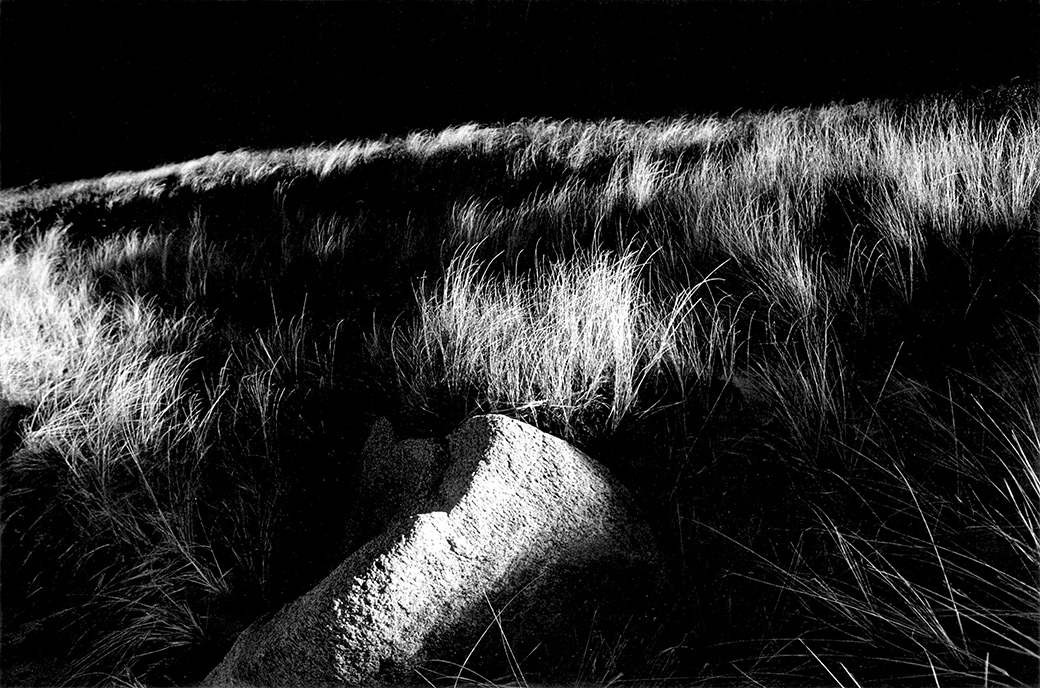 Cedar Tree Neck 1986