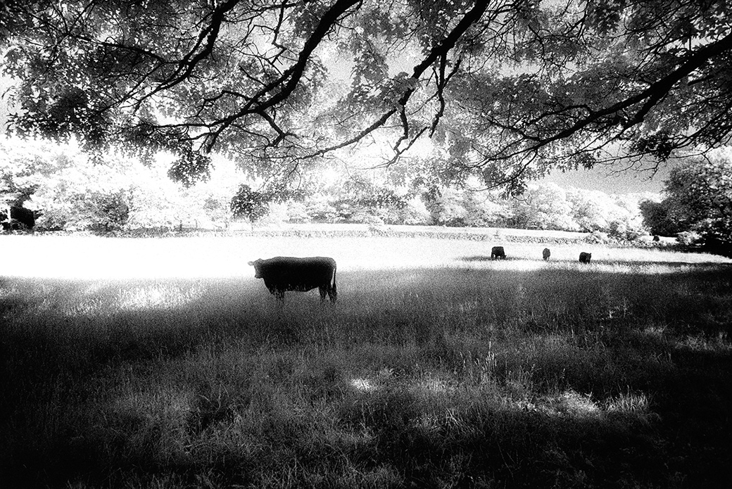 Chilmark 1991