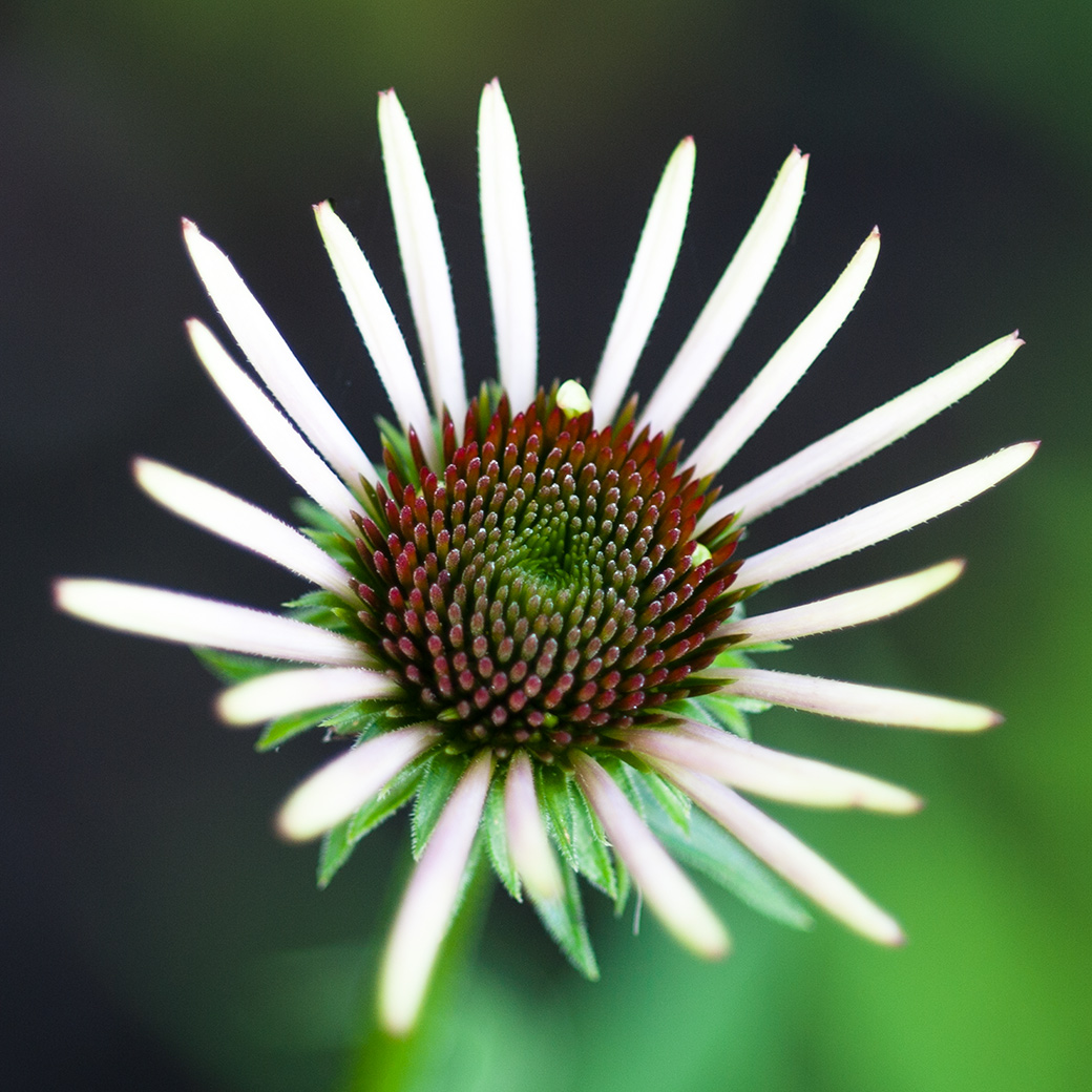 Coneflower 2011