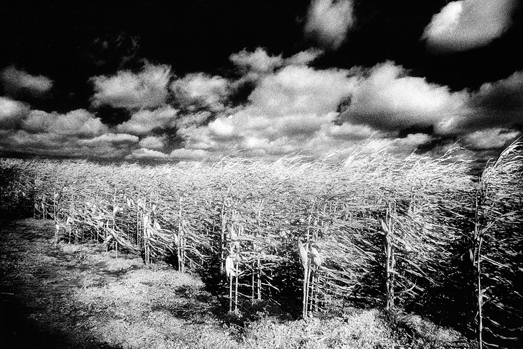 Cornfield