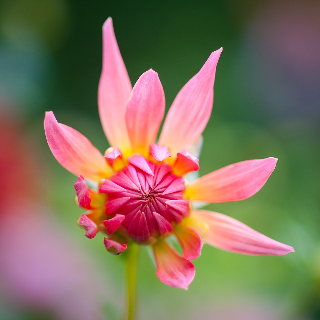 Dahlia II 2009