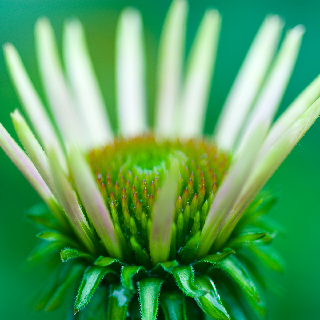 Echinacea 2008