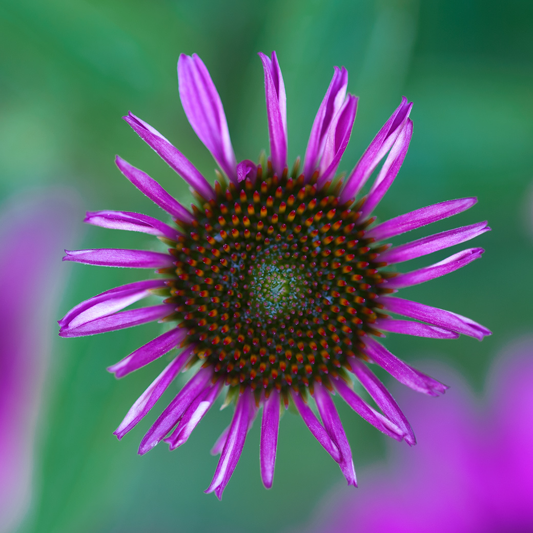 Echinacea 2012
