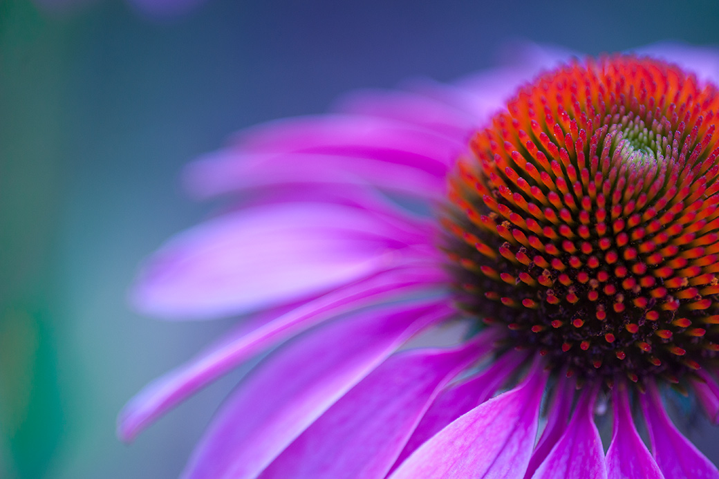 Echinacea Magnus 2011