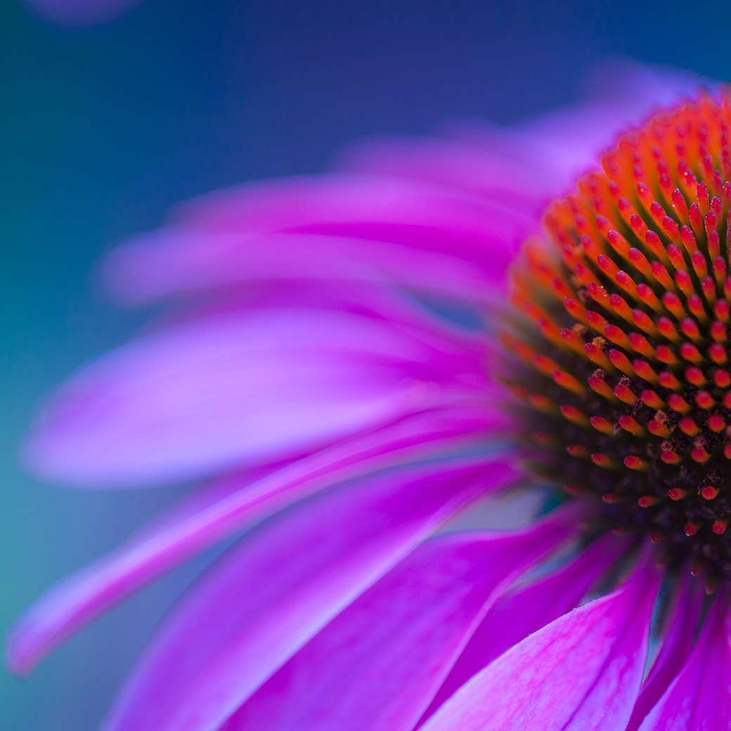 Echinacea