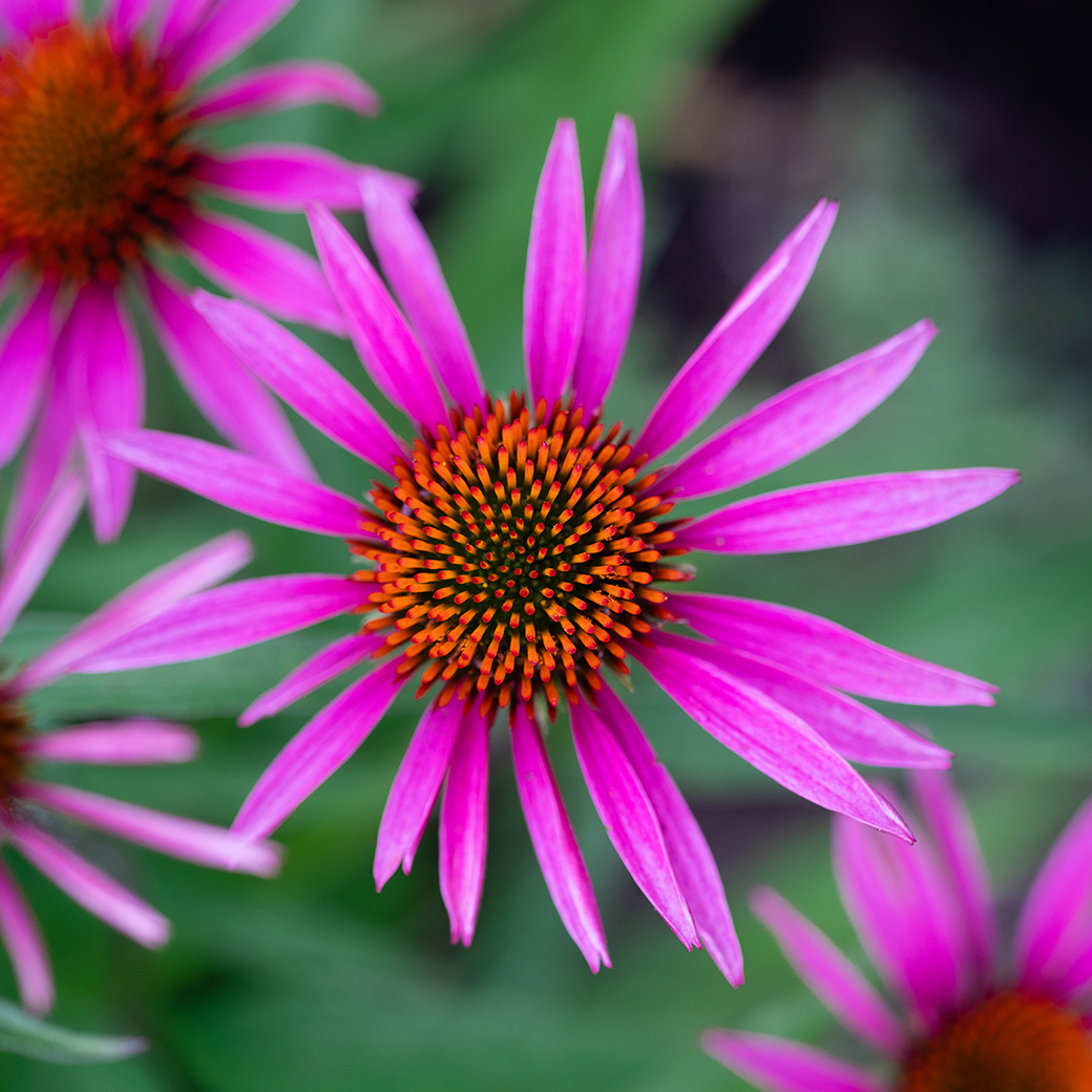 Echinacea Pica Bella 2018