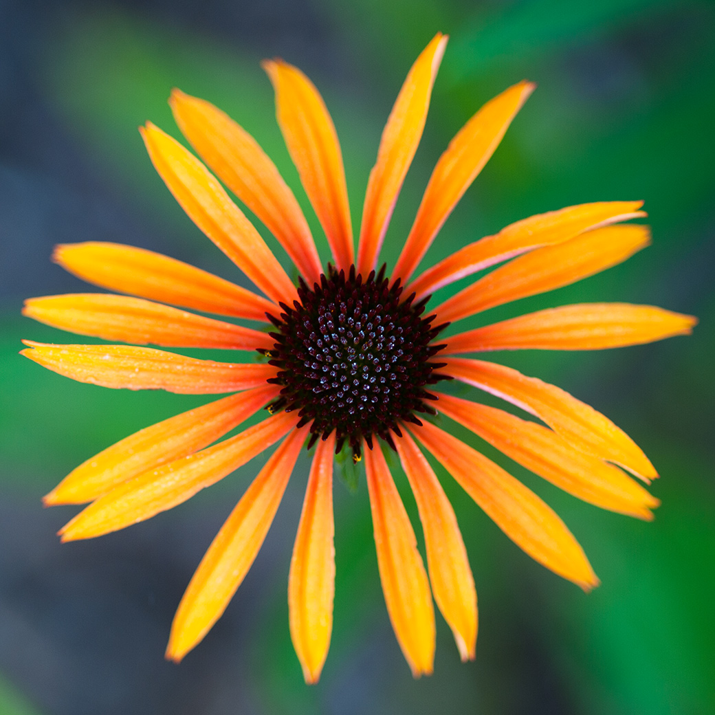Echinacea