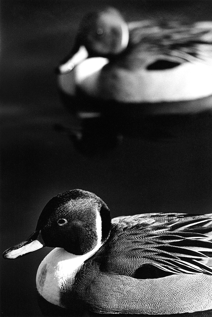 Felix Neck 1978