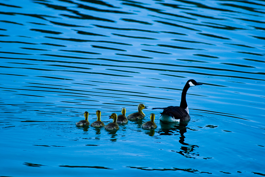 Baby Geese 2008
