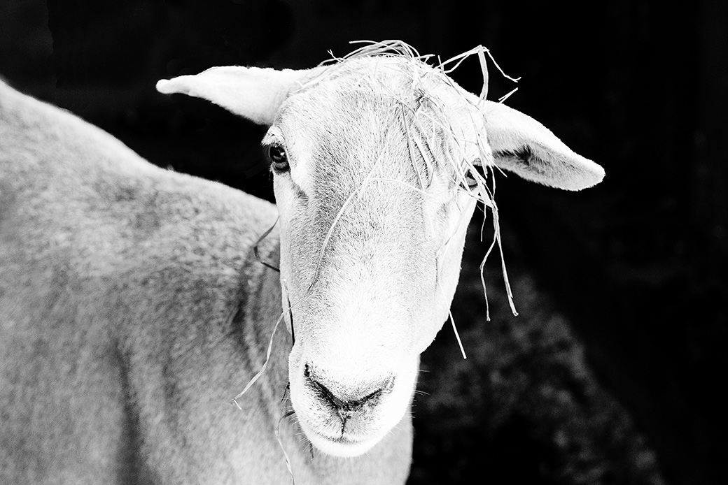 Grey Barn Farm 2017