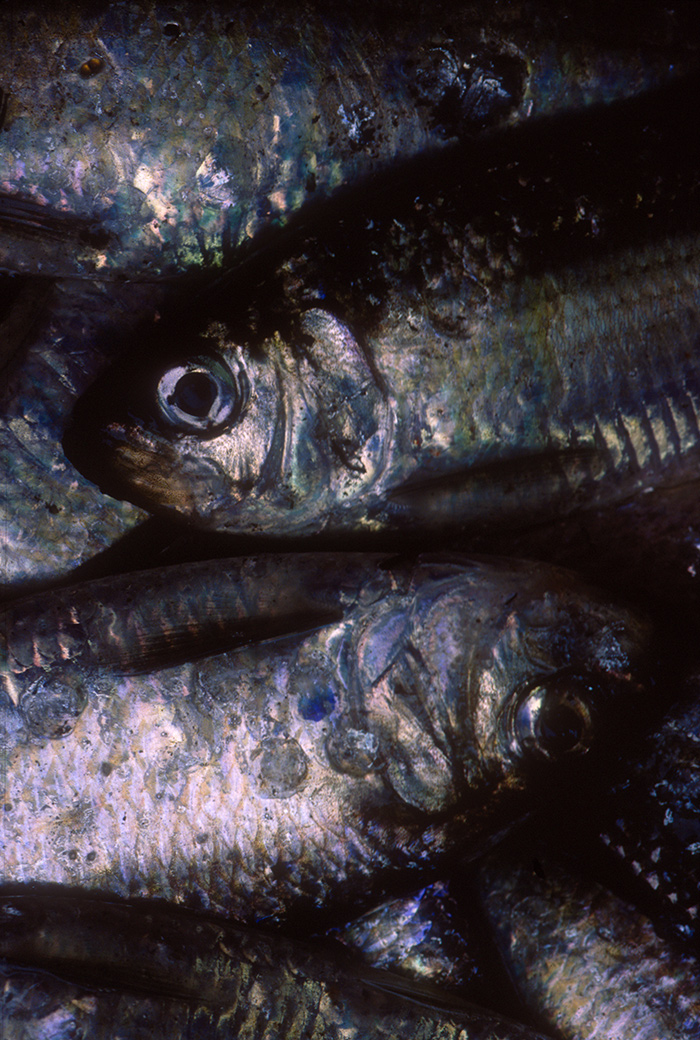 Herring Run 1992
