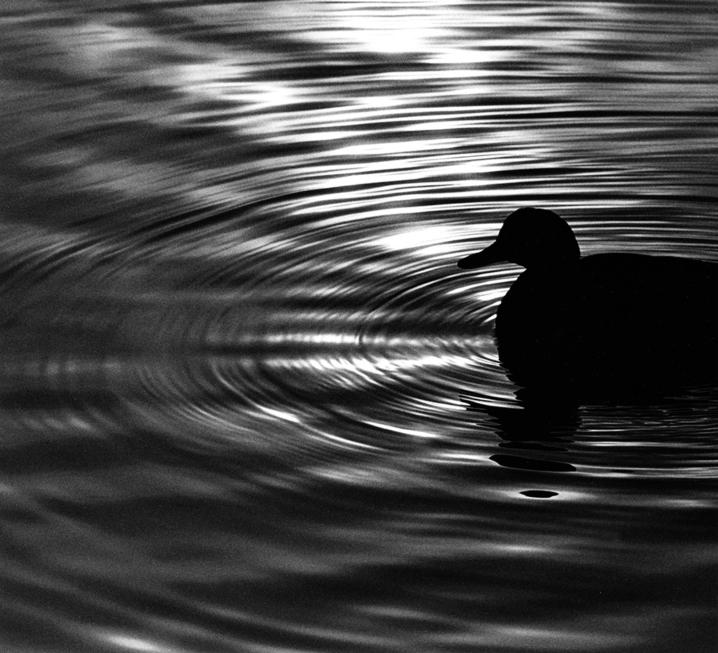 Lagoon Duck 1989