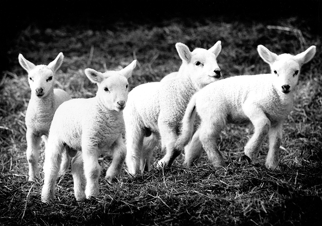 Whiting Farm 1992