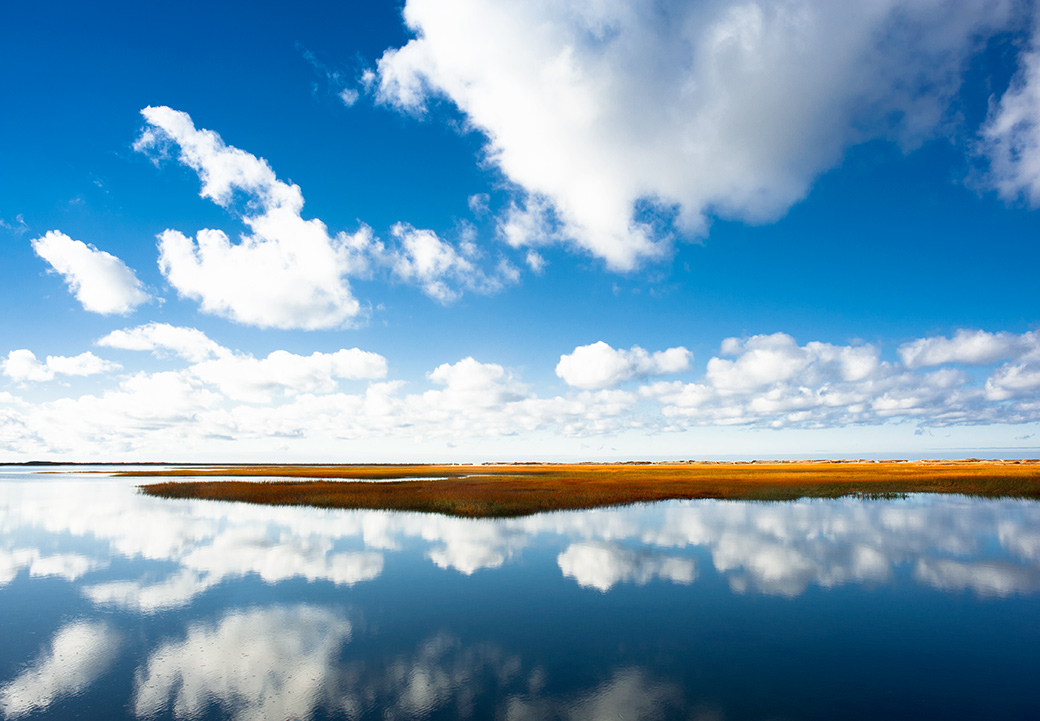 Long Point Marshes