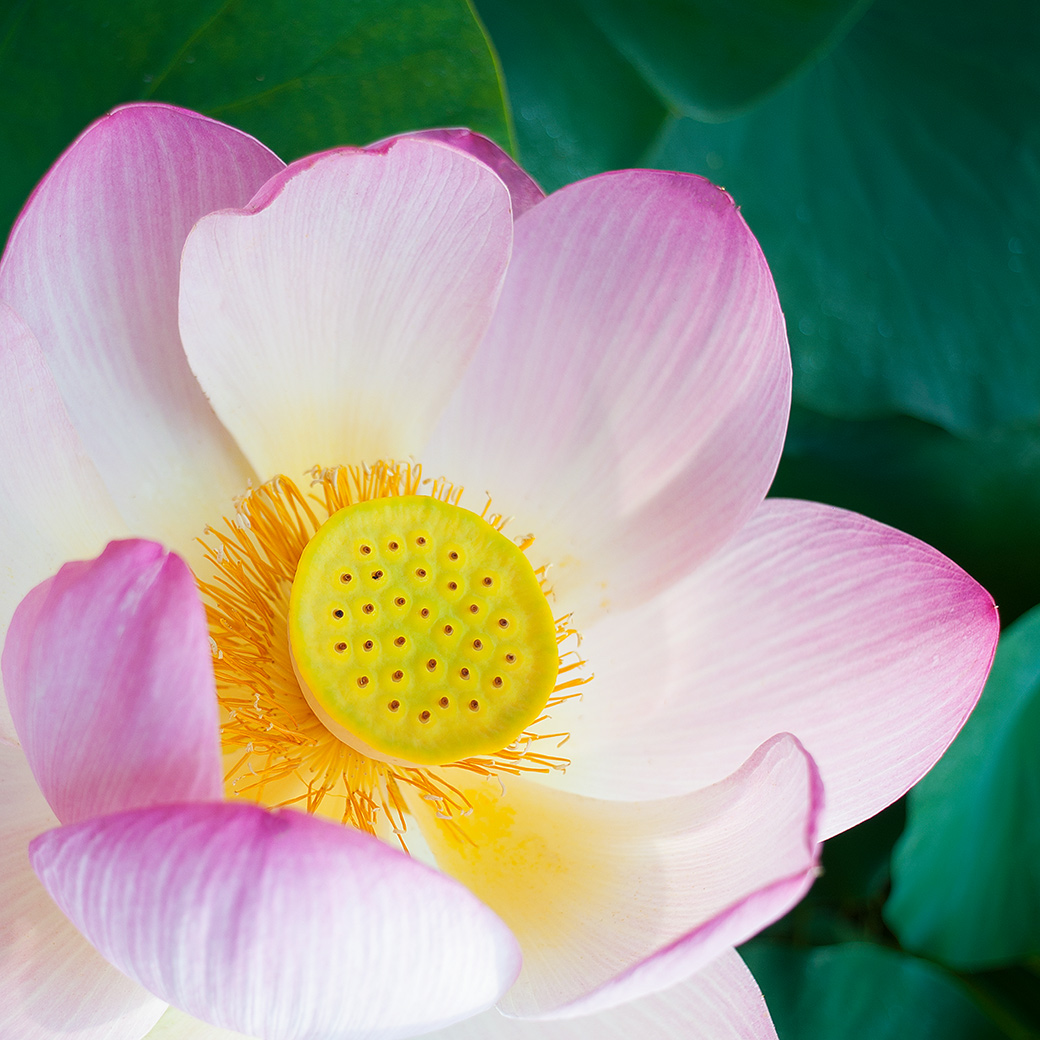 Lotus Blossom 2011