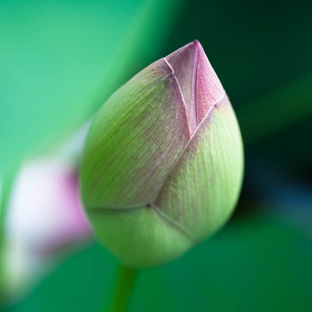 Lotus Flower Bud 2011
