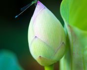Lotus Flower Bud and Damselfly 2011