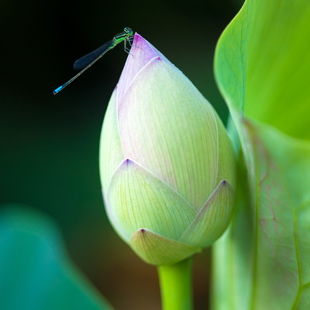 Lotus Flower Bud and Damselfly 2011