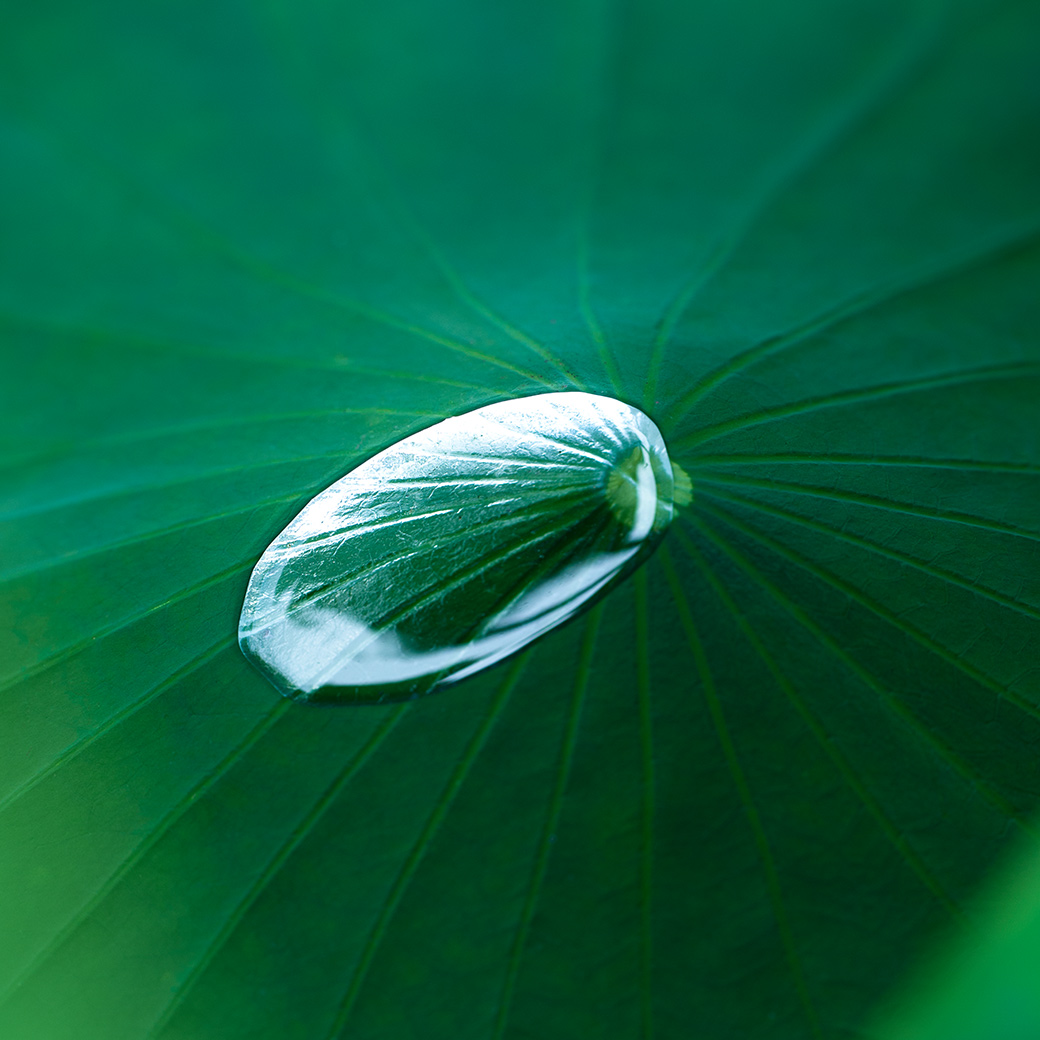 Lotus Leaf 2011