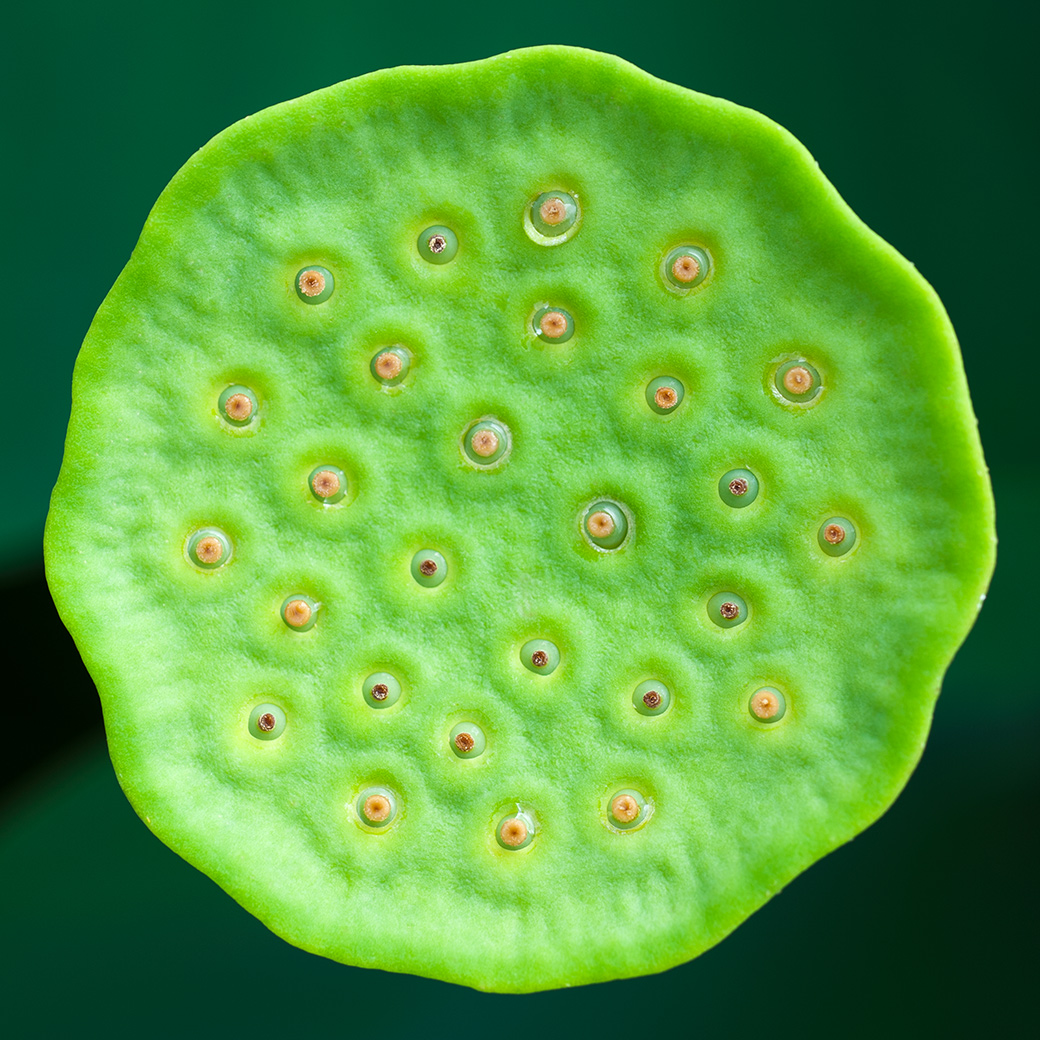 Lotus Seed Pod 2011