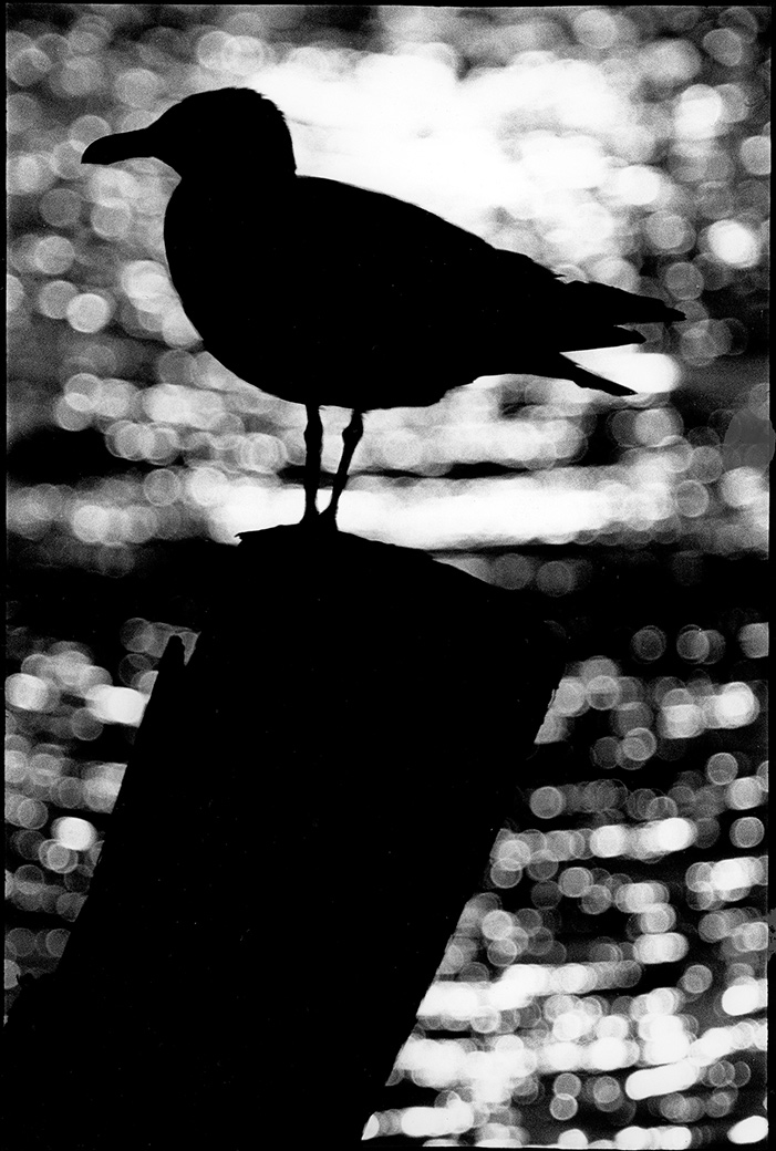 Menemsha 1994