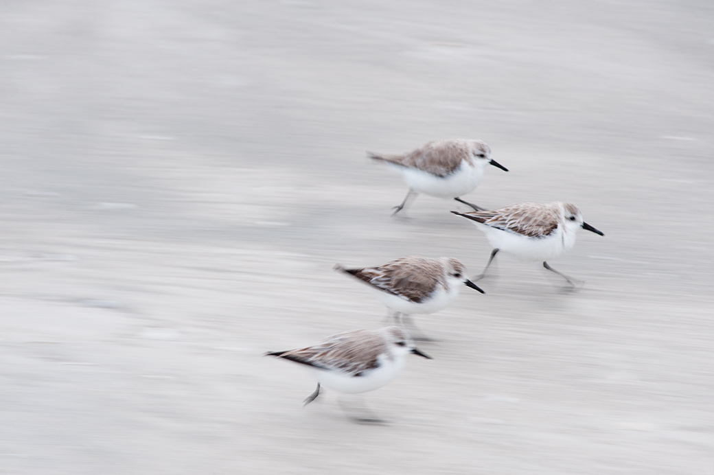 Sanderlings 2010