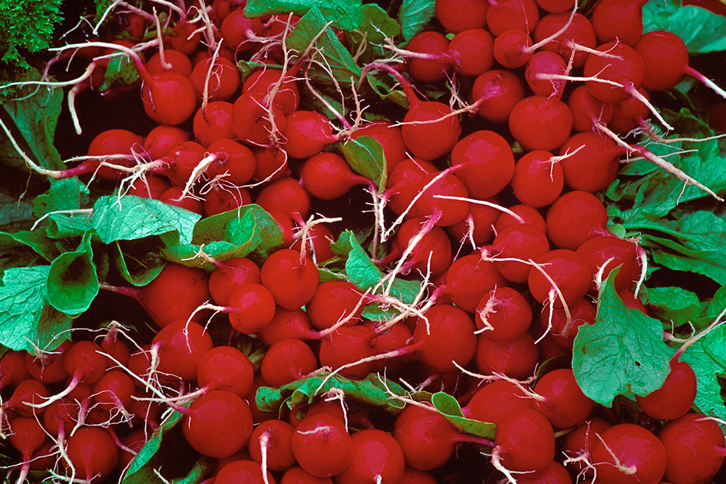 Radishes