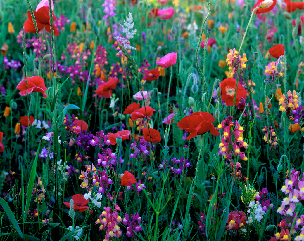 Rainbow Farm 1996