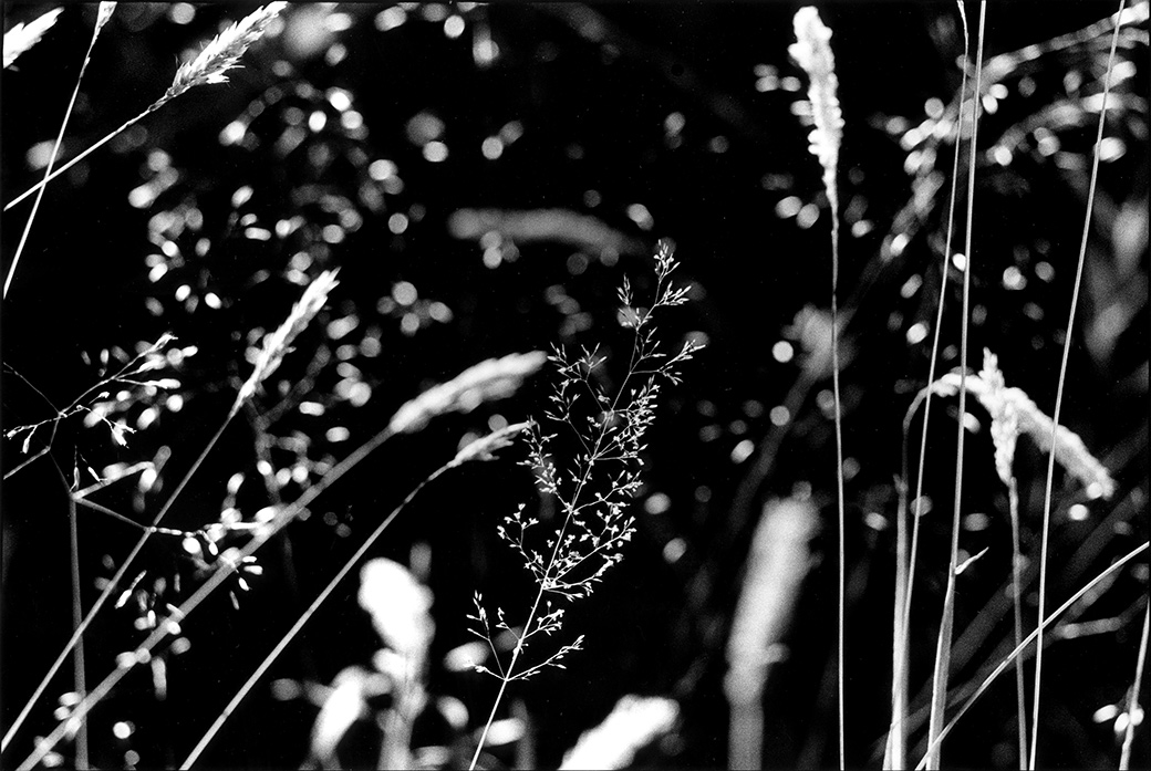Roth Woodlands 1986