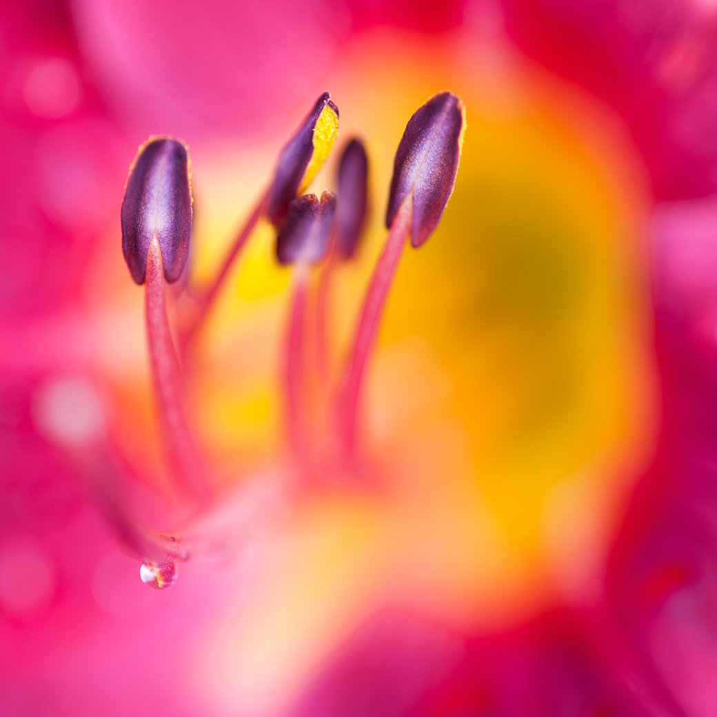 Rubrum Lily 2012