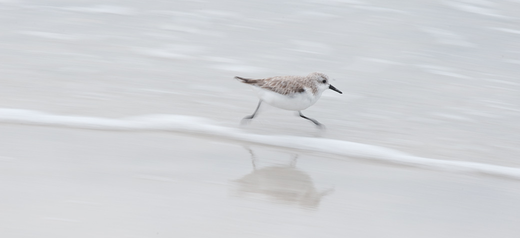Sanderling 2010