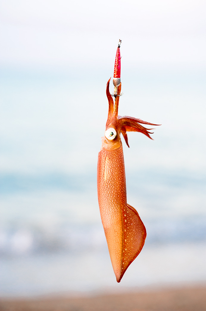 Squid