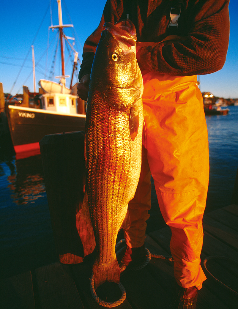 Striped Bass Menemsha 1998