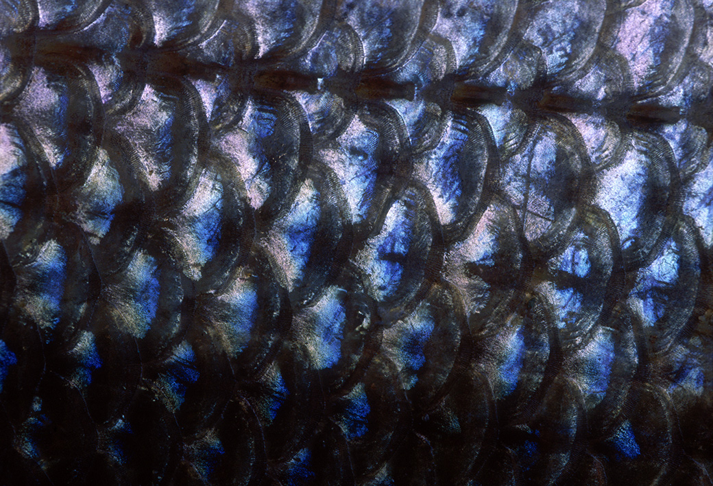 Striped Bass