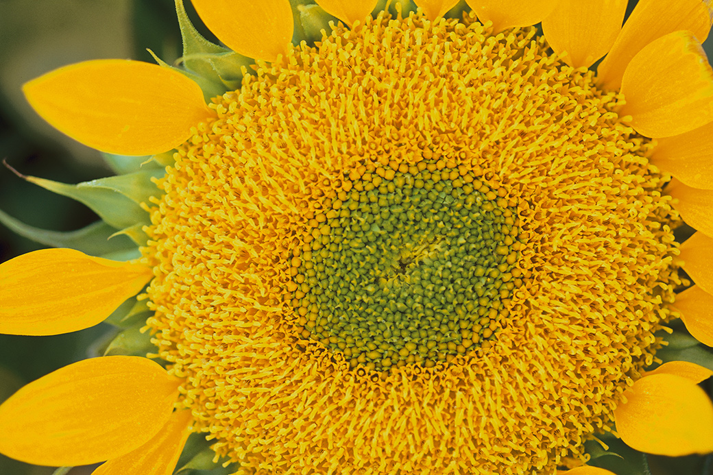 Sunflower
