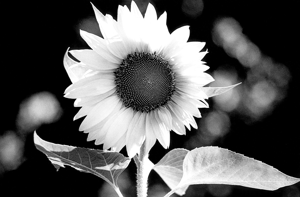 Sunflower 1978