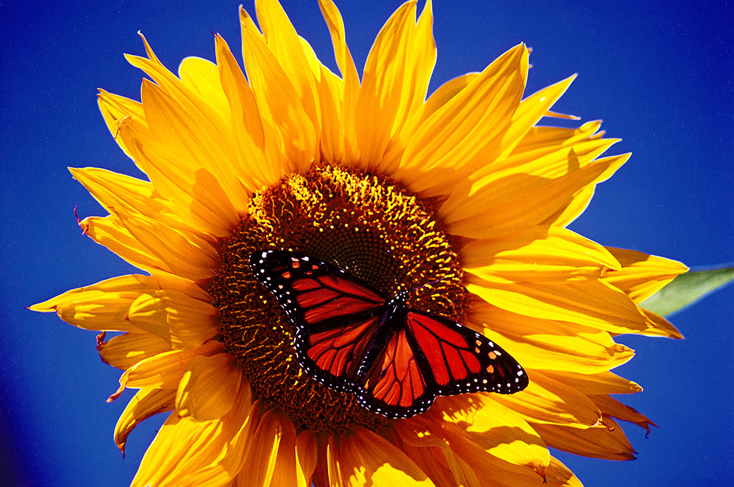 Sunflower and Monarch Butterfly 1994