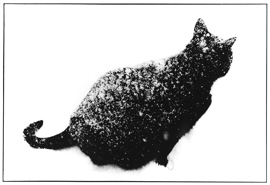 Willy 1993