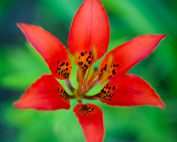 Wood Lily 2011