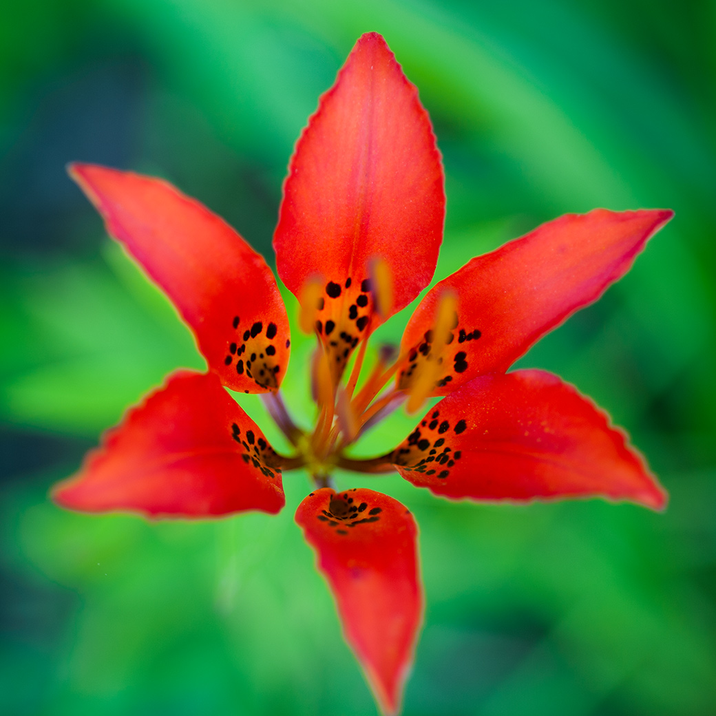 Wood Lily 2011