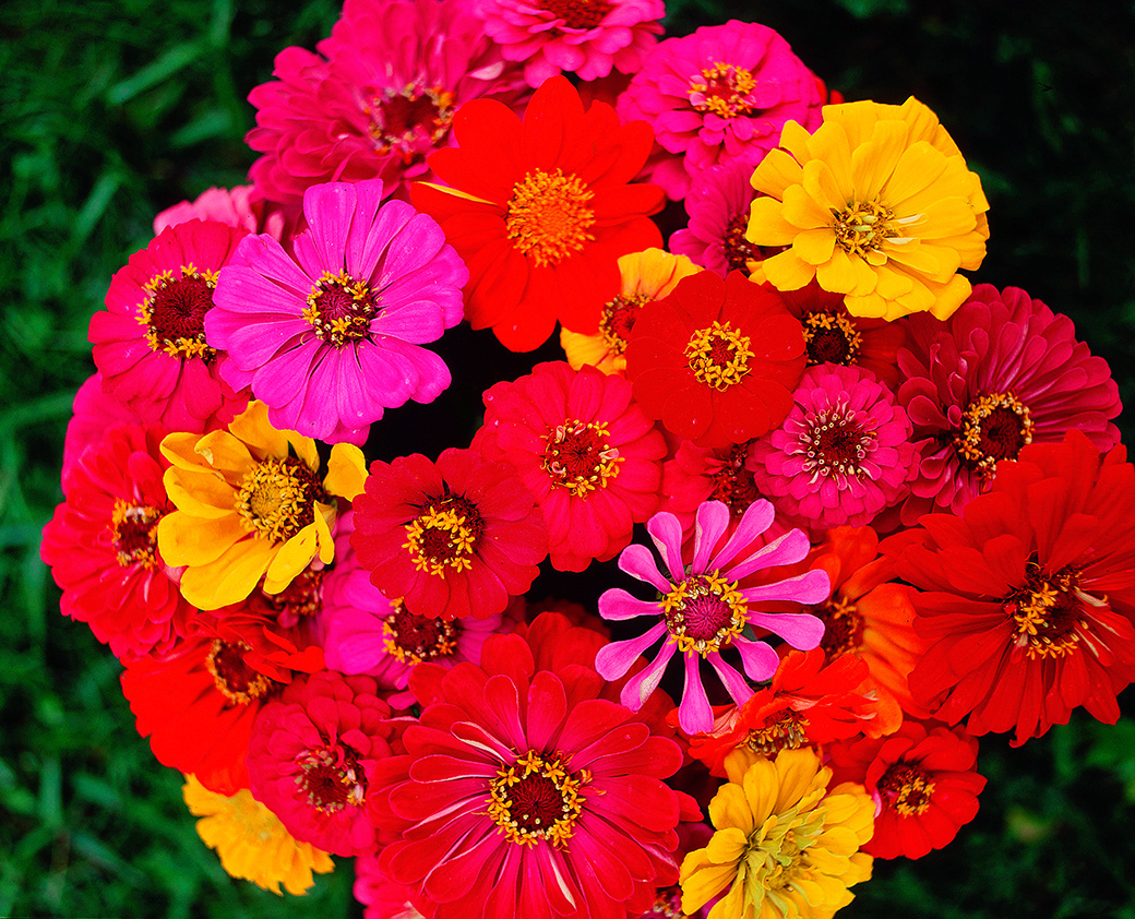 Zinnias