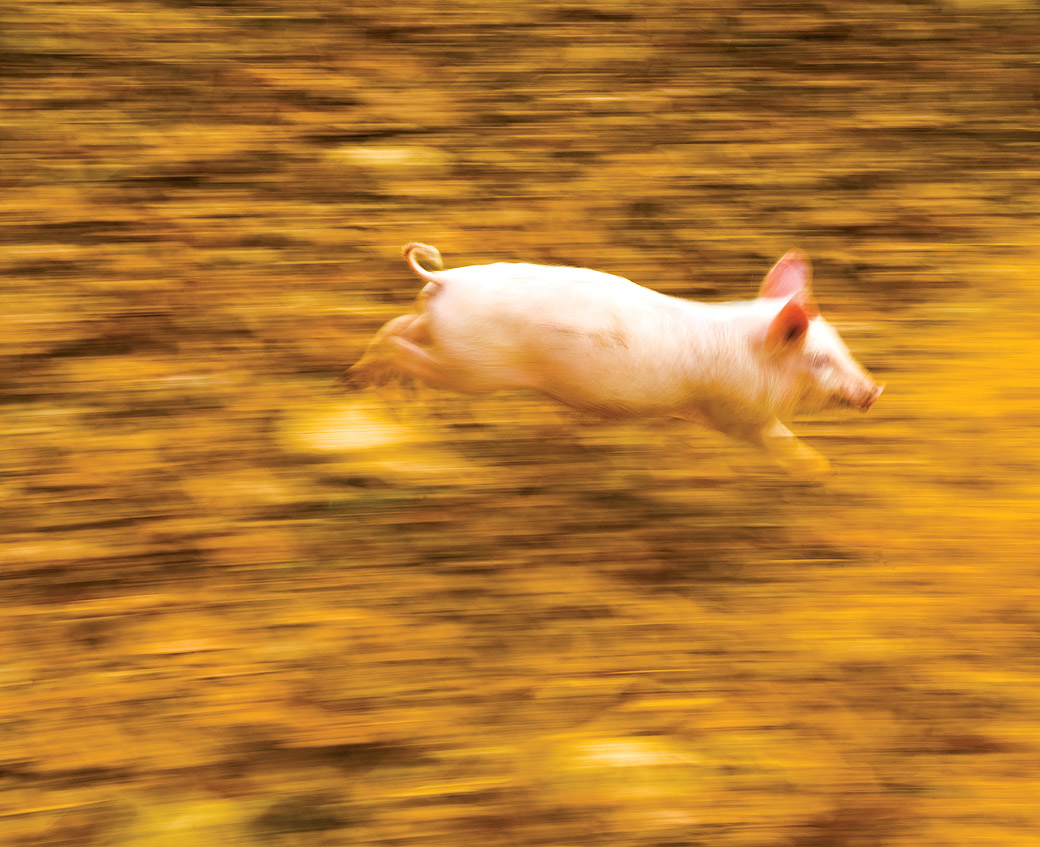 Piglet 2008
