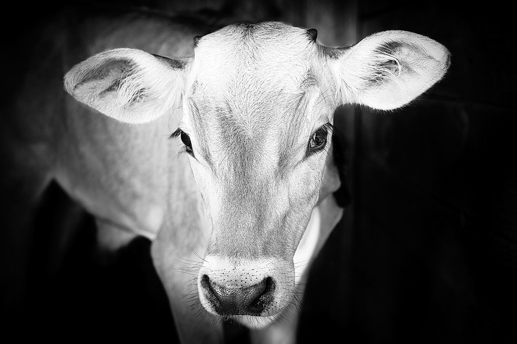 Agricultural Fair 2019