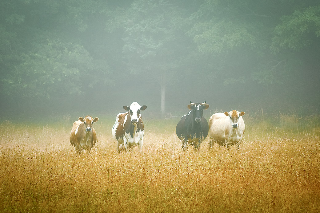 Mermaid Farm Cows 2008