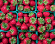 Strawberries, Thimble Farm 2000